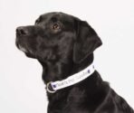 Full Color 1" Wide Adjustable Pet Collar