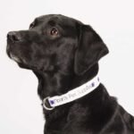 Full Color 1" Wide Adjustable Pet Collar