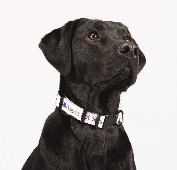 Full Color 1" Wide Adjustable Pet Collar - Image 2