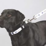 Full Color 1" Wide Premium Pet Leash